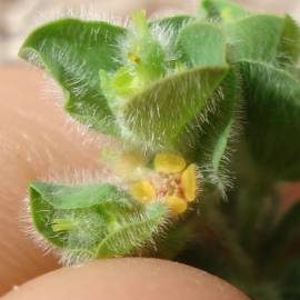 Fotografia da espécie Euphorbia hirsuta