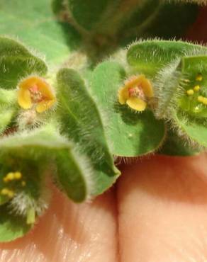Fotografia 6 da espécie Euphorbia hirsuta no Jardim Botânico UTAD