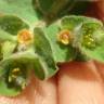 Fotografia 6 da espécie Euphorbia hirsuta do Jardim Botânico UTAD