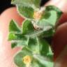 Fotografia 7 da espécie Euphorbia hirsuta do Jardim Botânico UTAD
