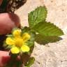 Fotografia 10 da espécie Duchesnea indica do Jardim Botânico UTAD