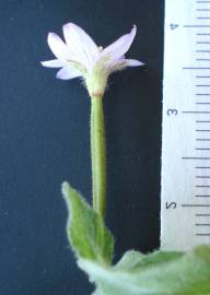 Fotografia da espécie Epilobium parviflorum