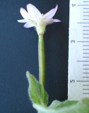 Fotografia 4 da espécie Epilobium parviflorum no Jardim Botânico UTAD