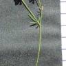 Fotografia 3 da espécie Dorycnopsis gerardi do Jardim Botânico UTAD
