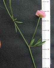 Fotografia da espécie Dorycnopsis gerardi