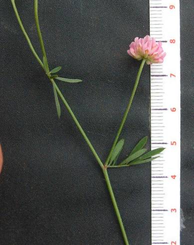 Fotografia de capa Dorycnopsis gerardi - do Jardim Botânico