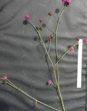 Fotografia 4 da espécie Dorycnopsis gerardi no Jardim Botânico UTAD
