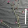 Fotografia 4 da espécie Dorycnopsis gerardi do Jardim Botânico UTAD