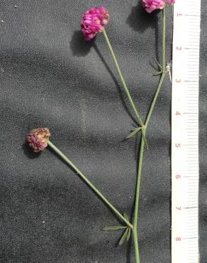 Fotografia 5 da espécie Dorycnopsis gerardi no Jardim Botânico UTAD