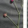 Fotografia 5 da espécie Dorycnopsis gerardi do Jardim Botânico UTAD