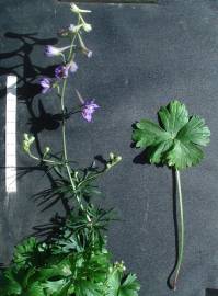 Fotografia da espécie Delphinium pentagynum