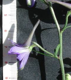 Fotografia da espécie Delphinium pentagynum