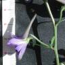 Fotografia 4 da espécie Delphinium pentagynum do Jardim Botânico UTAD