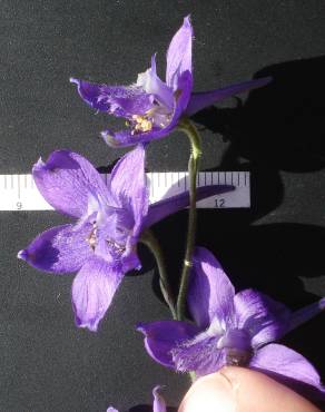 Fotografia 5 da espécie Delphinium pentagynum no Jardim Botânico UTAD