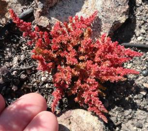 Fotografia da espécie Crassula tillaea