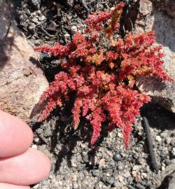 Fotografia da espécie Crassula tillaea