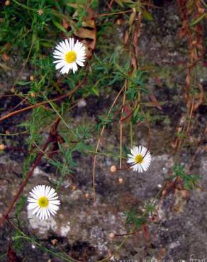 Fotografia 2 da espécie Erigeron karvinskianus no Jardim Botânico UTAD