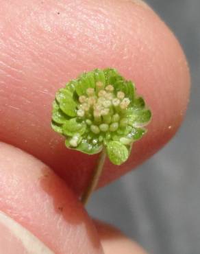 Fotografia 12 da espécie Cotula australis no Jardim Botânico UTAD