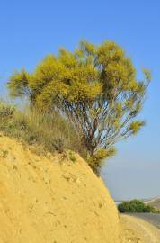 Fotografia da espécie Retama sphaerocarpa