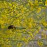 Fotografia 5 da espécie Retama sphaerocarpa do Jardim Botânico UTAD