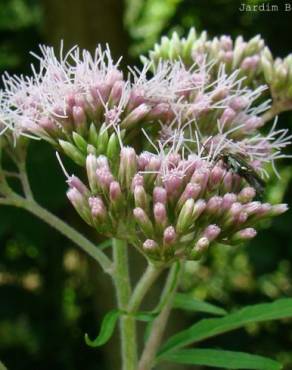 Fotografia 3 da espécie Eupatorium cannabinum subesp. cannabinum no Jardim Botânico UTAD