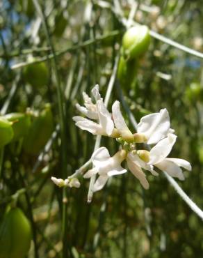 Fotografia 5 da espécie Retama monosperma no Jardim Botânico UTAD