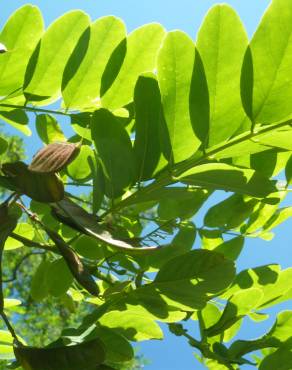 Fotografia 4 da espécie Robinia pseudoacacia no Jardim Botânico UTAD