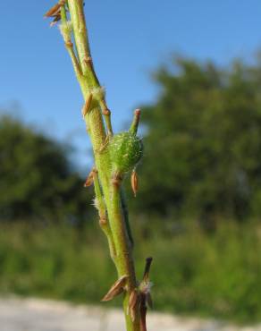 Fotografia 1 da espécie Rapistrum rugosum subesp. linnaeanum no Jardim Botânico UTAD