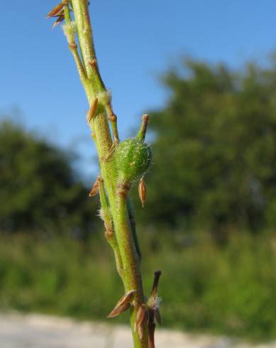 Fotografia de capa Rapistrum rugosum subesp. linnaeanum - do Jardim Botânico