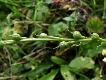 Fotografia da espécie Rapistrum rugosum subesp. linnaeanum