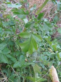 Fotografia da espécie Rapistrum rugosum subesp. linnaeanum