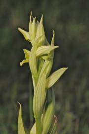 Fotografia da espécie Serapias parviflora