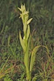 Fotografia da espécie Serapias parviflora