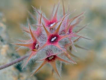 Fotografia da espécie Trifolium stellatum