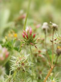 Fotografia da espécie Trifolium stellatum