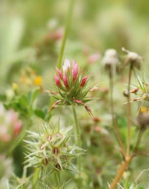 Fotografia 3 da espécie Trifolium stellatum no Jardim Botânico UTAD