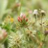 Fotografia 3 da espécie Trifolium stellatum do Jardim Botânico UTAD