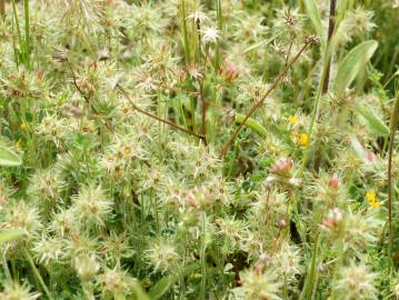 Fotografia da espécie Trifolium stellatum