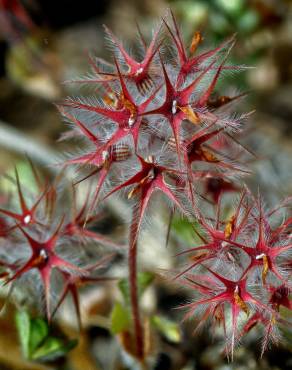 Fotografia 5 da espécie Trifolium stellatum no Jardim Botânico UTAD