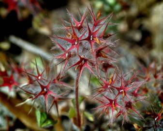 Fotografia da espécie Trifolium stellatum