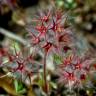 Fotografia 5 da espécie Trifolium stellatum do Jardim Botânico UTAD