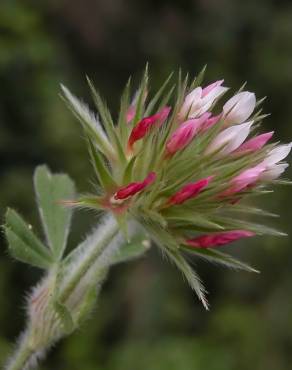 Fotografia 6 da espécie Trifolium stellatum no Jardim Botânico UTAD