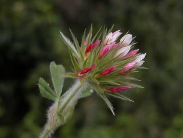 Fotografia da espécie Trifolium stellatum