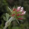 Fotografia 6 da espécie Trifolium stellatum do Jardim Botânico UTAD
