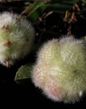 Fotografia 3 da espécie Trifolium tomentosum no Jardim Botânico UTAD