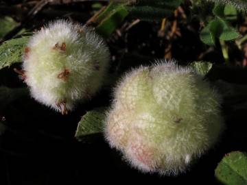 Fotografia da espécie Trifolium tomentosum