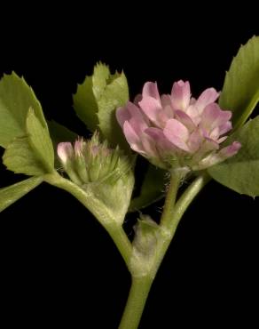 Fotografia 4 da espécie Trifolium tomentosum no Jardim Botânico UTAD