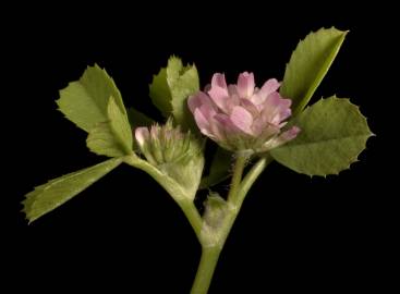 Fotografia da espécie Trifolium tomentosum