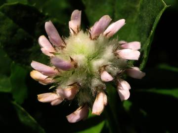 Fotografia da espécie Trifolium tomentosum