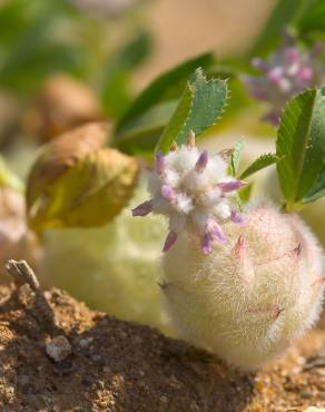 Fotografia 6 da espécie Trifolium tomentosum no Jardim Botânico UTAD